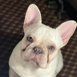 French Bulldogs from Precious Paw’s Breeding and Kennel