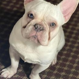 French Bulldogs from Precious Paw’s Breeding and Kennel