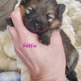 Nettie - Orange sable female Pomeranian puppy in Saint Charles, Missouri from Bisous Pomeranians & Heartland Sh
