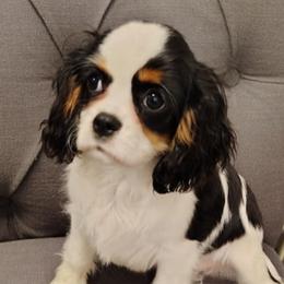 Viva - Tri-color female Cavalier King Charles Spaniel puppy in Rockville, Maryland from Skais the Limit