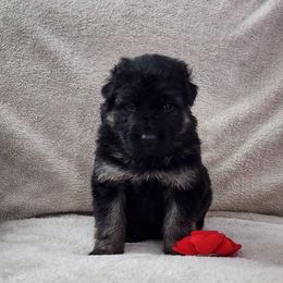 Red color Collar - Black and red male German Shepherd puppy in Louisville, Ohio from Crooked River German Shepherds