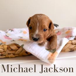 Michael Jackson - Red  male Goldendoodle puppy in Melba, Idaho from KZ Doodles