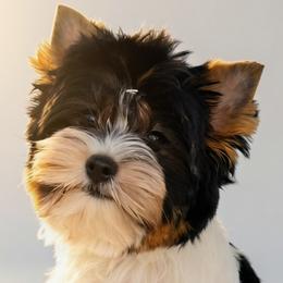 Biewer Terrier puppies from Perfección Del Cielo Biewer Terriers