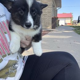 Koe - Black and white male American Corgi puppy in Bloomfield, Iowa from Beebe’s Corgis | Seven B Corgi Co