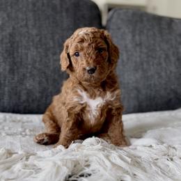Violet - Red  female Goldendoodle puppy in St George, Utah from Doodle Bears of Southern Utah