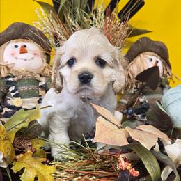 Donut - Buff male Cocker Spaniel puppy in Greers Ferry, Arkansas from Lake Area Cuddly Cockers