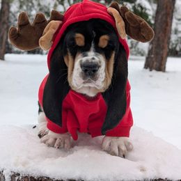Dopey - Black brown and white male Basset Hound puppy in Polson, Montana from BeautyBea's Flathead Lake Bassets