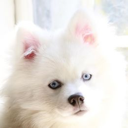 Teddy - Pomsky
