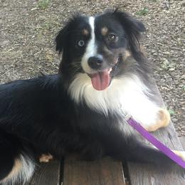Miniature Australian Shepherds from No Tailing Shepherds