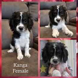 Kanga - Black white and tan female Cockapoo puppy in Zanesville, Ohio from Oodles of Doodles & Poos