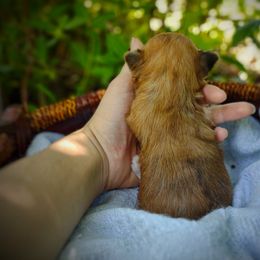 Companion Cross, Havanese, Mal-Shi, Maltese, Maltipoo, Morkie, and Shih Tzu Puppies from Seeking Shalom Acres Maltese, Maltipoos & Havamalts