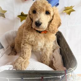 Flora - Cream female Poodle puppy in Detroit Lakes, Minnesota from Pickerel Pups