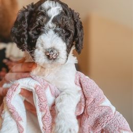 Astrid - Parti female Poodle puppy in Phoenix, Arizona from Moonshine Kennels AZ