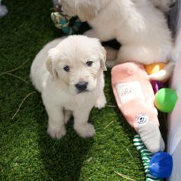 Golden Retriever Puppies from Dani’s Dawgs