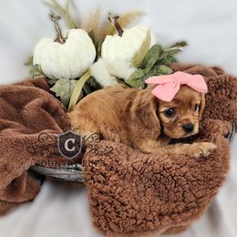 Cavalier King Charles Spaniel Puppies from Country Pups Cavaliers