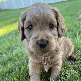 Goldendoodle Puppies from Maple Blossom Doodles