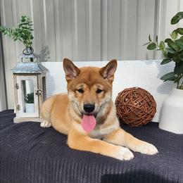 Ace - Red male Shiba Inu puppy in Illinois from Precious-Puppies