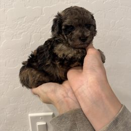 Skye - Brindle female Poodle puppy in Queen Creek, Arizona from Prestigious Toy Poodles