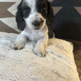 Boy 1 - Piebald male Dachshund puppy in Buchanan, Georgia from Kiser Creek Dachshunds
