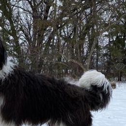 Sheepadoodles from Red River Doodles