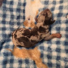 Dapple girl - Dapple female Dachshund puppy in West Plains, Missouri from Spring Creek Dachshunds