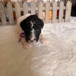 Dorothy - Parti female Poodle puppy in Luana, Iowa from Country View Bernedoodles and Goldendoodles