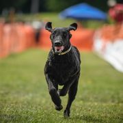 Curly-Coated Retrievers from Darkside Retrievers