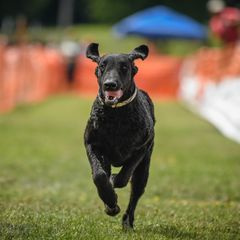 Curly-Coated Retrievers from Darkside Retrievers