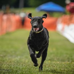 Curly-Coated Retrievers from Darkside Retrievers