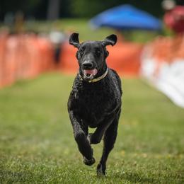 Curly-Coated Retrievers from Darkside Retrievers