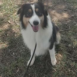 Alainn - Black tri-color female Australian Shepherd puppy in Rapid River, Michigan from Echolight Australian Shepherds