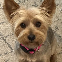 Yorkshire Terriers from Dewy Rose Yorkies