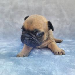 Boy 3 - Liver male French Bulldog puppy in Neosho, Missouri from Norris Frenchies