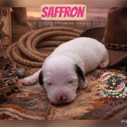 Saffron - Piebald female Dachshund puppy in Hockley, Texas from Shans Down Home Doxies