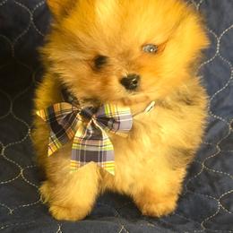 Cho merle boy - Chocolate merle male Pomeranian puppy in Bloomingdale, New Jersey from Bella Luna Pomeranians