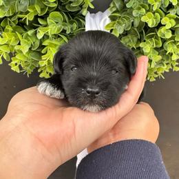 Purple girl - Black and silver female Miniature Schnauzer puppy in Oneonta, Alabama from Murphree Valley Kennels