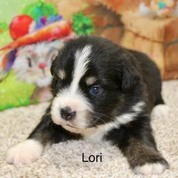 Lori - Black tri female Miniature Australian Shepherd puppy in Ronan, Montana from Dirt Road Aussie’s of Montana