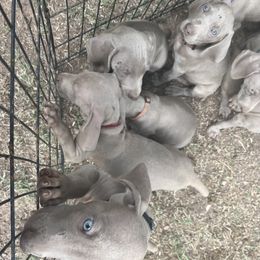 Weimaraner puppies from Desert skyes weims