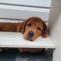 Labrador Retriever Puppies from Owl Hill Labradors