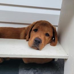 Labrador Retriever Puppies from Owl Hill Labradors