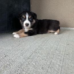 Boy 3 - Black tri-color male Australian Shepherd puppy in Broadview, Montana from Montana Aussies