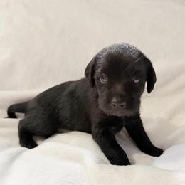 Candy Land - Black female Xoloitzcuintli puppy in Manitowoc, Wisconsin from Wonderland Kennel