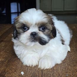 Sweet pea - Brindle female Shih Tzu puppy in Stroudsburg, Pennsylvania from Puppyville Pa Shih Tzu & frenchies