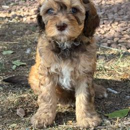 Saffron - Tri-color female Bernedoodle puppy in Longmont, Colorado from Colorado Miniature Bernedoodle Puppies