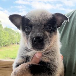 Dobro - Blue male Australian Cattle Dog puppy in Devalls Bluff, Arkansas from Coolhand's Australian Cattle Dogs