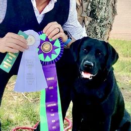 Labrador Retrievers from West Wood Farms