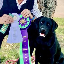 Labrador Retrievers from West Wood Farms