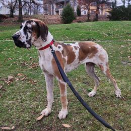 Kairo - Great Dane