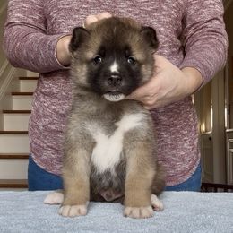 Boy 3 - Red, black overlay male Akita puppy in Coopersburg, Pennsylvania from Main Street Akitas