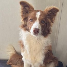 Poppy - Border Collie